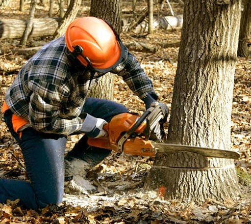 Tree Removal in Dougherty, OK
